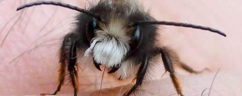 L'abeille solitaire mâle